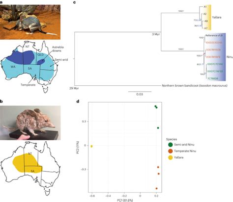 sphi lab result|Extant and extinct bilby genomes combined with Indigenous.